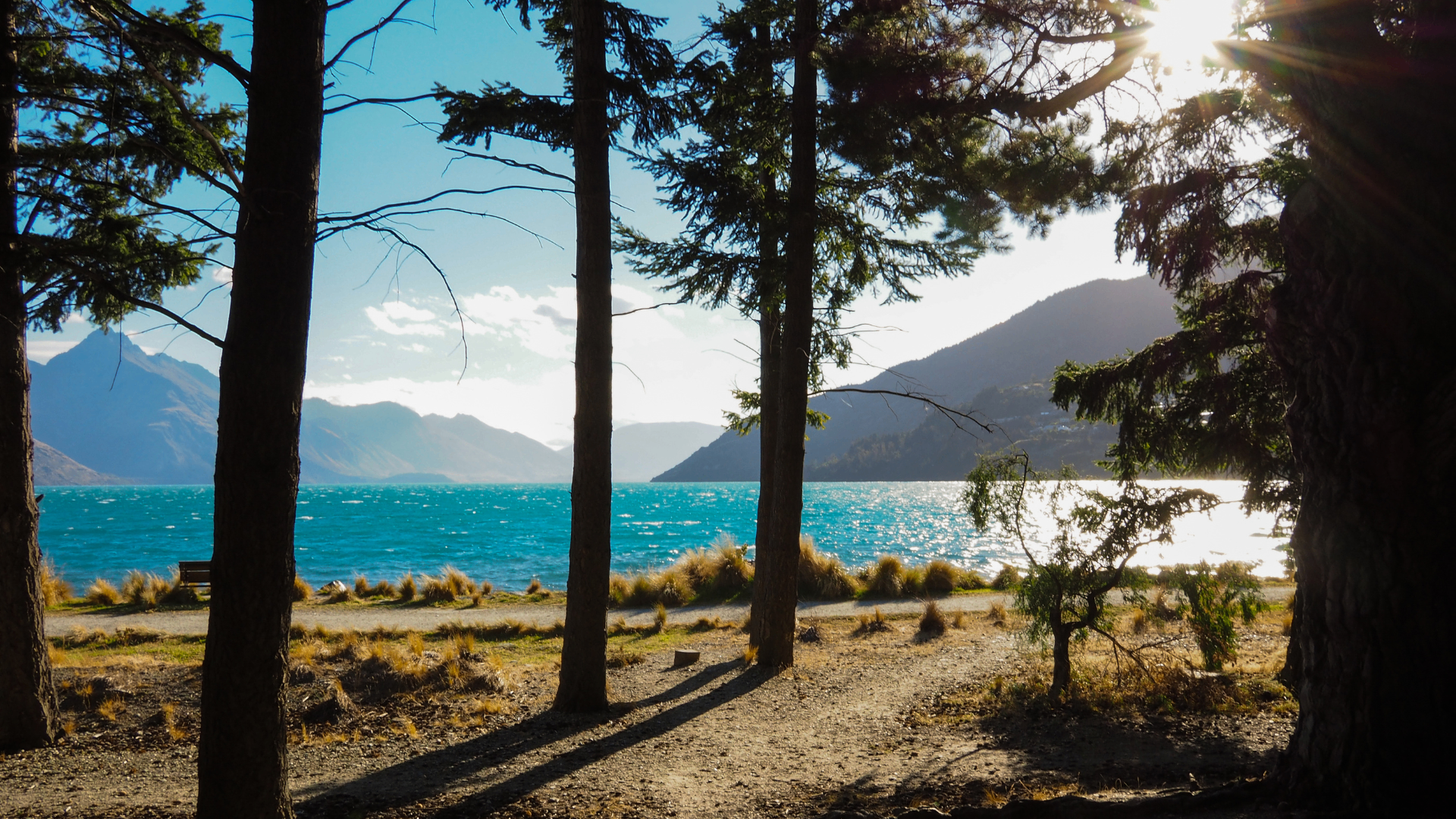 Lakeside walking track framed by pine trees above Lake Wakatipu